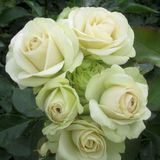 Роза &laquo;Лавли Грин&raquo; (Lovely Green). Флорибунда