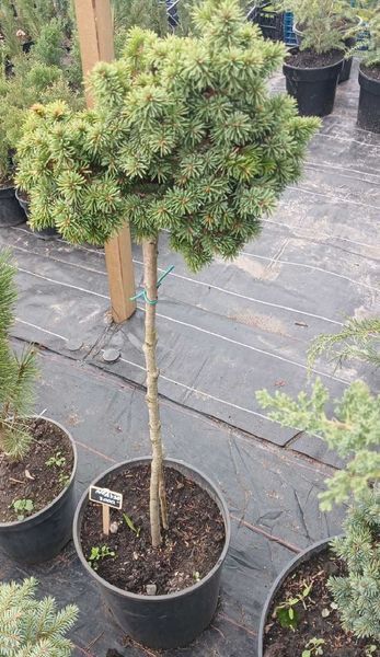 Ель обыкновенная Медуза (Picea abies Medusa) С10, Штамб 75-80см CS2094 фото