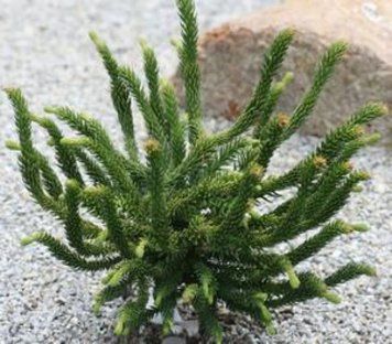 Криптомерия японская Дингер. (Cryptomeria japonica Dinger) С4 CS2044 фото