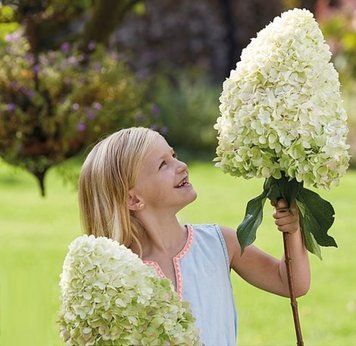 Гортензія волотиста Геркулес. (Hydrangea paniculata Hercules) ШТАМБ CS2697 фото