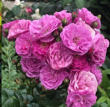Роза Allevia (Аллевия) мускусная в горшке 4 л, Lens Roses