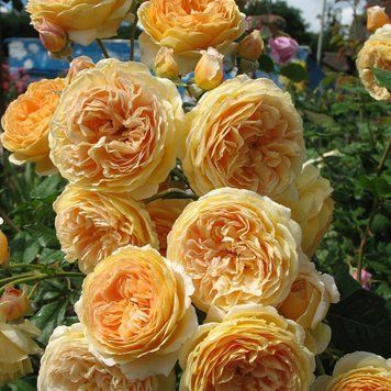 Роза Кроун Принцесса Маргарет. (Crown Princess Margareta) АНГЛ. В КОНТЕЙНЕРЕ Velet