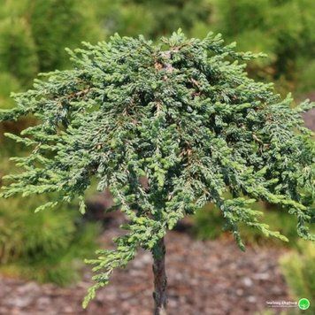 Можжевельник обыкновенный Грин Карпет. (Juniperus communis Green Carpet) на ШТАМБЕ CS2244 фото