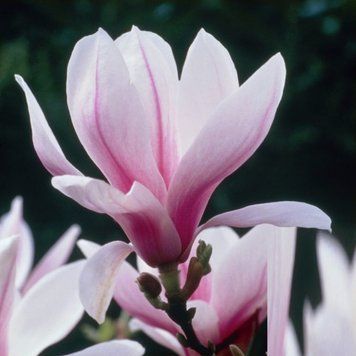 Магнолия Суланжа Пикчер. (Magnolia soulangeana Picture) С10 CS2897 фото