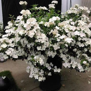 Гортензия ампельная Сбежавшая невеста. (Hydrangea hybrid Runaway Bride) С3 CS2797 фото