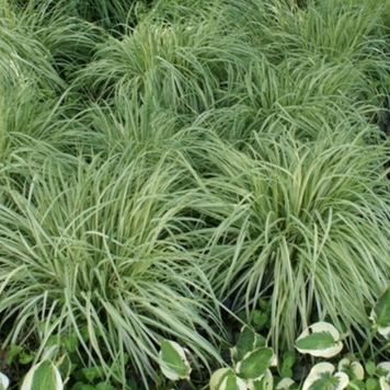Молінія блакитна Варієгата. (Molinia variegata) С2 С00048 фото