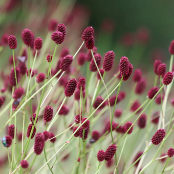 Кровохлёбка лекарственная (Sanguisorba officinalis) многолетник С3 V10411 фото