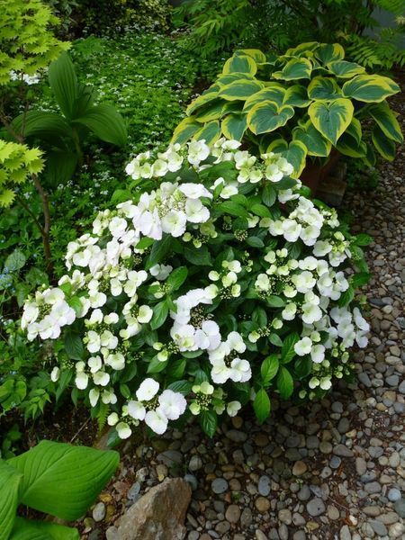 Гортензія ампельна Наречена Втікачка. (Hydrangea hybrid Runaway Bride) С3 CS2797 фото