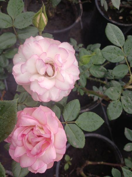 Гибридная чайная роза Pink Edge (серия Sweetness) в горшке 4л