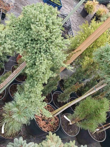 Ялівець лежачий 'Нана' / Juniperus procumbens Nana на ШТАМБІ CS2244 фото