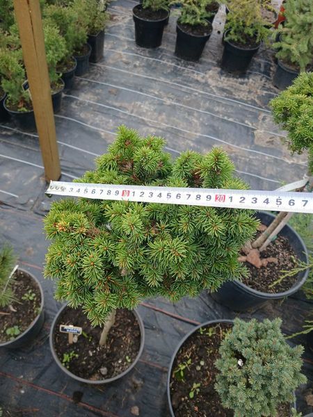 Ель обыкновенная Медуза (Picea abies Medusa) С10, Штамб 75-80см CS2094 фото