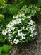 Гортензія ампельна Наречена Втікачка. (Hydrangea hybrid Runaway Bride) С3 CS2797 фото 4