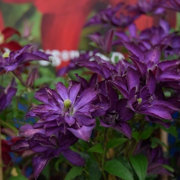 Клематис Глоріус Дей. (Clematis Glorious Day) Viticella, ІІІгрупа