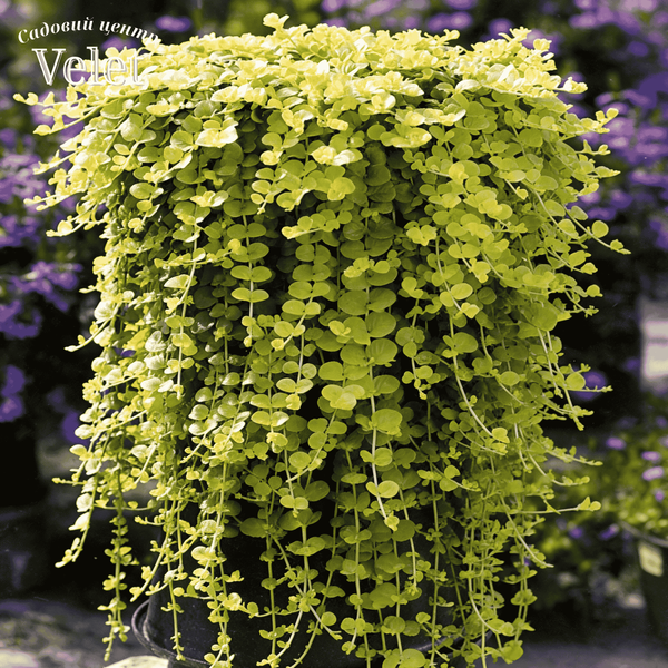 Вербейник монетчатий Ауреа Голд (Lysimachia nummularia Aureum) C12 V01787 фото