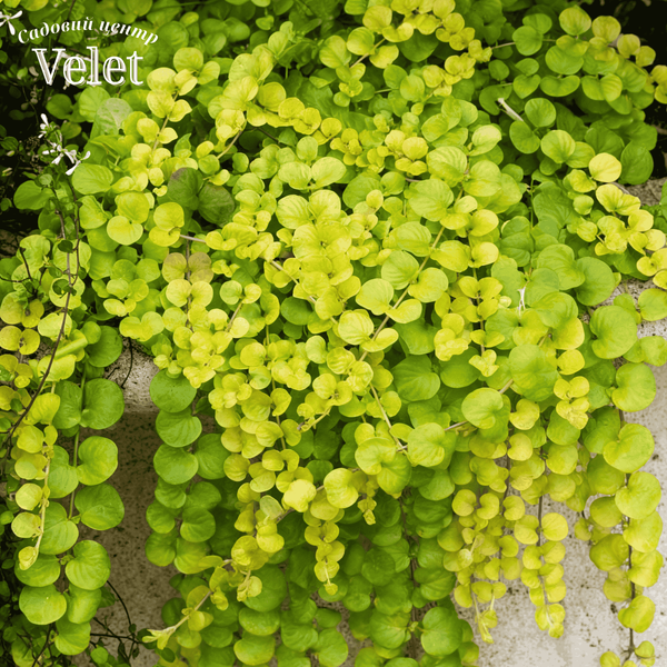 Вербейник монетчатий Ауреа Голд (Lysimachia nummularia Aureum) C12 V01787 фото