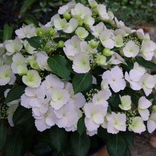 Гортензія ампельна Наречена Втікачка. (Hydrangea hybrid Runaway Bride) С3 CS2797 фото