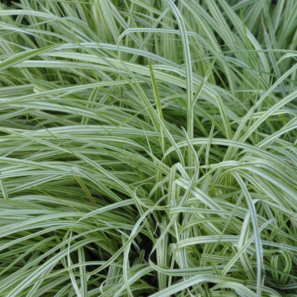 Молінія блакитна Варієгата. (Molinia variegata) С2 С00048 фото