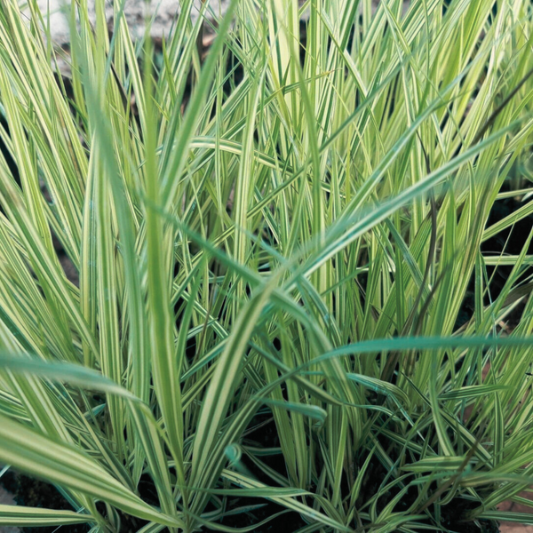 Молінія блакитна Варієгата. (Molinia variegata) С2 С00048 фото