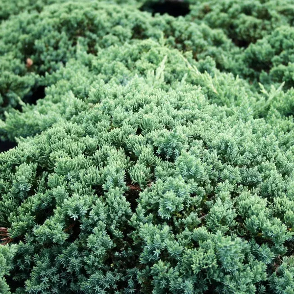 Ялівець лежачий 'Нана' / Juniperus procumbens Nana на ШТАМБІ CS2244 фото