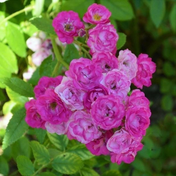 Троянда Allevia (Аллевія) мускусна в горщику 4 л, Lens Roses