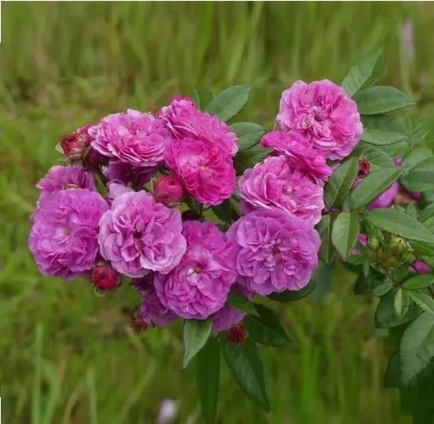 Троянда Allevia (Аллевія) мускусна в горщику 4 л, Lens Roses