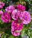 Троянда Allevia (Аллевія) мускусна в горщику 4 л, Lens Roses V3062 фото 2