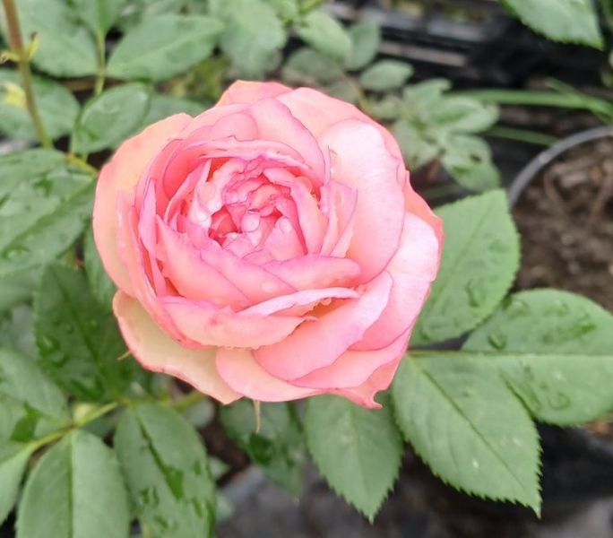 Гибридная чайная роза Pink Edge (серия Sweetness) в горшке 4л