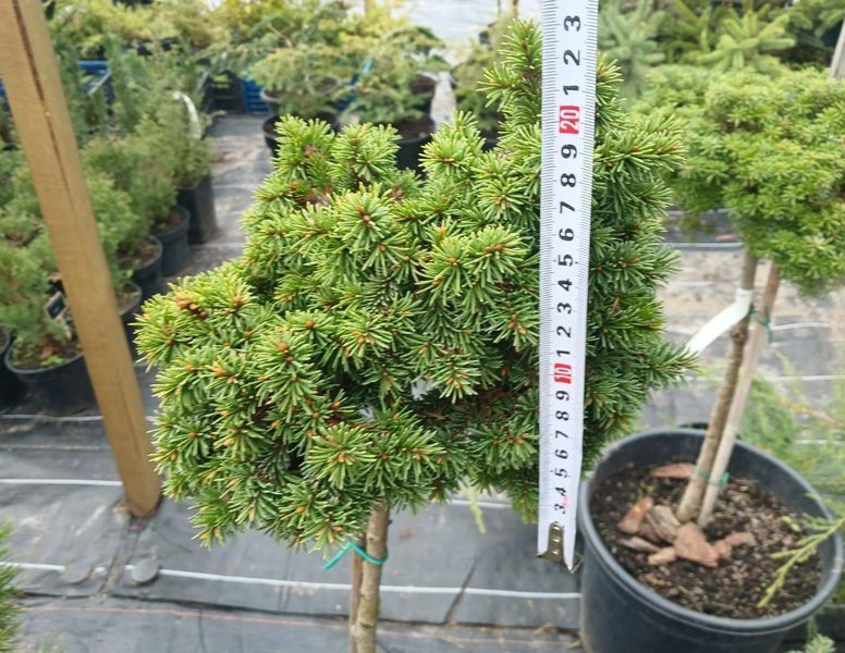 Ель обыкновенная Медуза (Picea abies Medusa) С10, Штамб 75-80см CS2094 фото