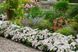 Гортензія ампельна Наречена Втікачка. (Hydrangea hybrid Runaway Bride) С3 CS2797 фото 5