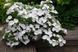 Гортензія ампельна Наречена Втікачка. (Hydrangea hybrid Runaway Bride) С3 CS2797 фото 3