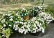 Гортензія ампельна Наречена Втікачка. (Hydrangea hybrid Runaway Bride) С3 CS2797 фото 2