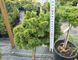 Ель обыкновенная Медуза (Picea abies Medusa) С10, Штамб 75-80см CS2094 фото 4