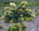 Ель обыкновенная Медуза (Picea abies Medusa) С10, Штамб 75-80см CS2094 фото 1