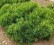 Сосна горная Пумилио. (Pinus mugo Pumilio) С2 CS2294 фото 3