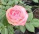 Гибридная чайная роза Pink Edge (серия Sweetness) в горшке 4л V10540 фото 3