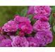 Троянда Allevia (Аллевія) мускусна в горщику 4 л, Lens Roses V3062 фото 5