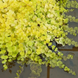 Вербейник монетчатий Ауреа Голд (Lysimachia nummularia Aureum) C12 V01787 фото 3
