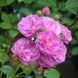 Троянда Allevia (Аллевія) мускусна в горщику 4 л, Lens Roses V3062 фото 8