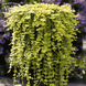 Вербейник монетчатий Ауреа Голд (Lysimachia nummularia Aureum) C12 V01787 фото 2
