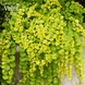 Вербейник монетчатий Ауреа Голд (Lysimachia nummularia Aureum) C12 V01787 фото 5