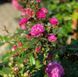 Троянда Allevia (Аллевія) мускусна в горщику 4 л, Lens Roses V3062 фото 3