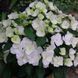 Гортензія ампельна Наречена Втікачка. (Hydrangea hybrid Runaway Bride) С3 CS2797 фото 6