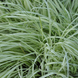 Молінія блакитна Варієгата. (Molinia variegata) С2 С00048 фото 2