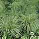 Молінія блакитна Варієгата. (Molinia variegata) С2 С00048 фото 1