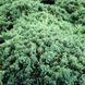 Ялівець лежачий 'Нана' / Juniperus procumbens Nana на ШТАМБІ CS2244 фото 3