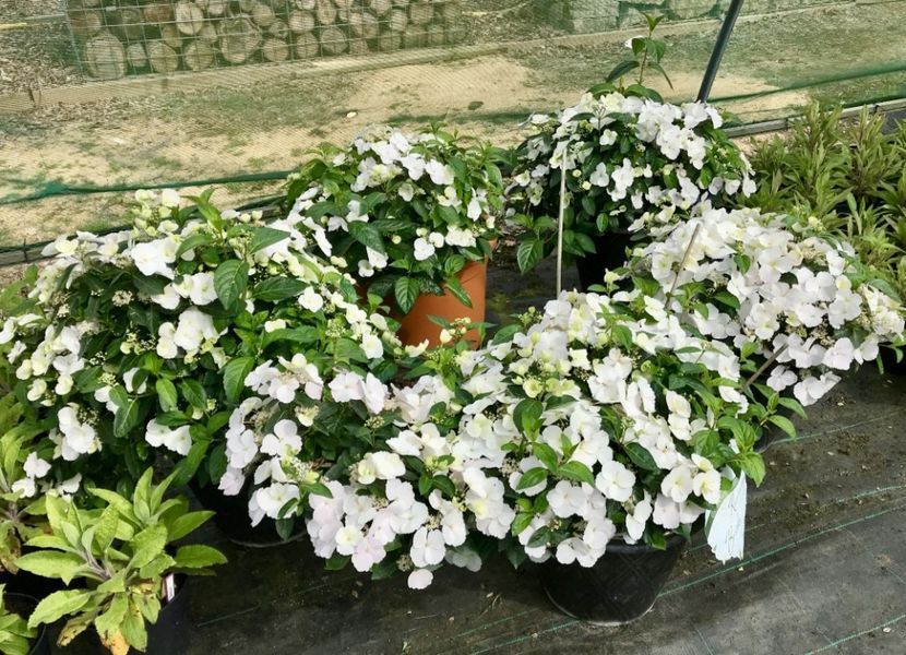 Гортензія ампельна Наречена Втікачка. (Hydrangea hybrid Runaway Bride) С3 CS2797 фото