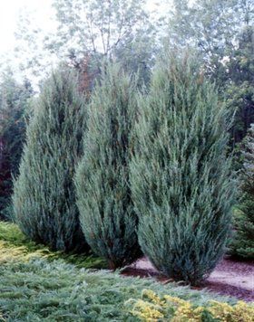 Можжевельник скальный Блю Эрроу. (Juniperus scopulorum Blue Arrow) h100-120 CS2195 фото