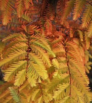 Метасеквойя китайская Олл Бронз. (Metasequoia glyptostroboidesAll Bronze) С5 CS2045 фото