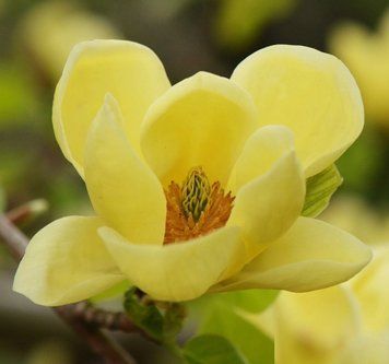 Магнолія Еллоу Лантерн/Желтый Фонарь. (Magnolia hybrida Yellow Lantern) С15 CS2898 фото