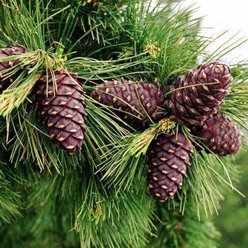 Сосна корейская/ (Pinus koraiensis) С1,5 CS2295 фото